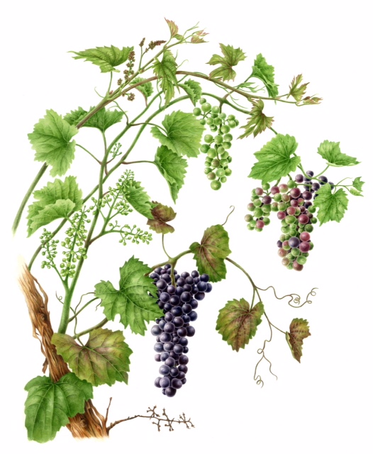 Grapevine, watercolor, 21x24, 2014 by Betsy Rogers-Knox