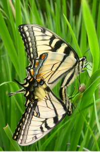 Swallowtail Sex, 11x14 photograph by Dianne Roberts