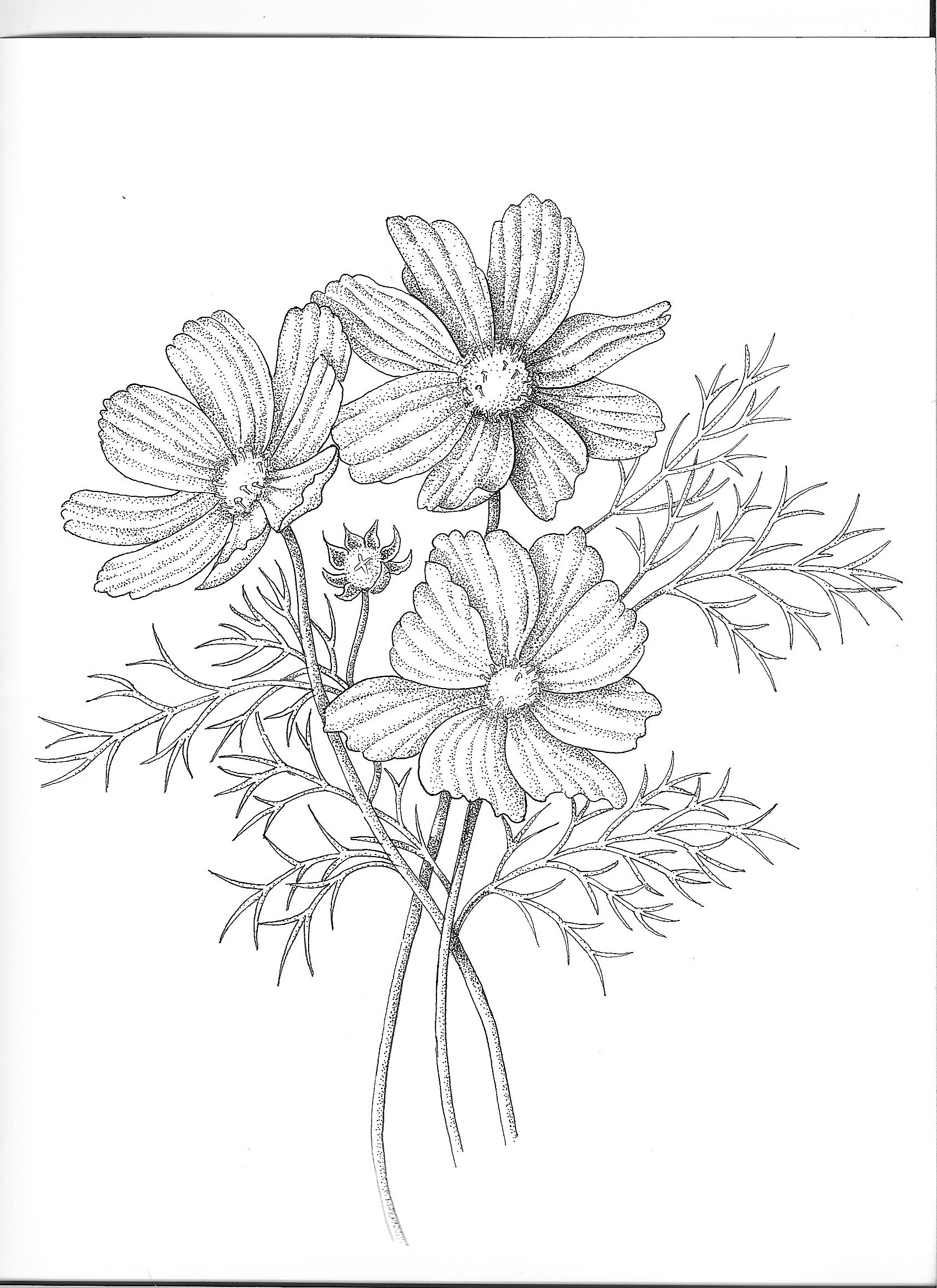 Botanical Illustration Basics In Pen And Ink - Spectrum Gallery